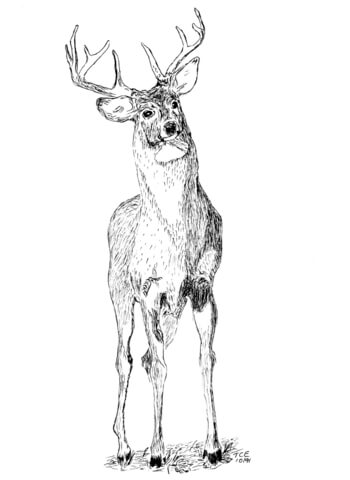 Buck Deer Coloring Page